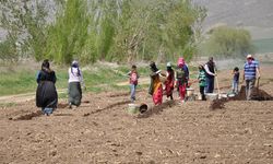 Erzincan'da Tarımın Görünmeyen Kahramanları: Mevsimlik İşçiler