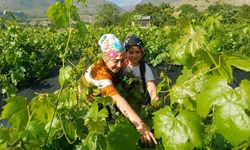 Erzincan'da Üzümden Önce Yaprak Hasadı Başladı