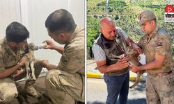 Yavru Dağ Keçisi Koruma Altına Alındı