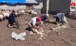 Erzincan Yaylalarında Kırkım Mesaisi