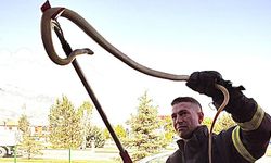 Erzincan’da 2 Metrelik Yılan Korkuttu