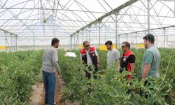 Erzincan'da seracılık faaliyetleri yerinde incelendi