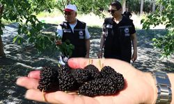 Erzincan’da Dut Islahı Çalışmaları Yerinde İncelendi