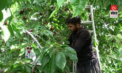 Cimin Kirazında Hasat Mesaisi Başladı