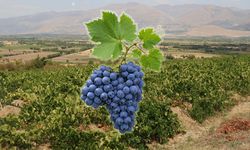 Cimin Üzümünde Sulama Mesaisi Hızlandı