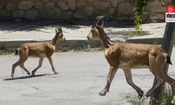 Yolunu Şaşıran Dağ Keçisi İlçe Merkezinde Dolaşırken Görüntülendi