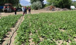 Tescilli Işıl-24 Kuru Fasulyesinin Üretimi Sürüyor