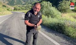 Yol Üzerindeki Kaplumbağaya Duyarlı Dokunuş