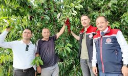 20 Dekarlık Kiraz Bahçesinde Hasat Sürüyor
