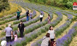 Erzincan'daki Lavanta Bahçesi Ziyaretçilerin İlgi Odağı Oldu