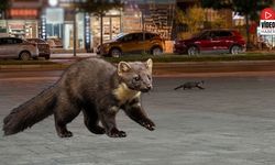Erzincan Kent Merkezinde “Sansar” Sürprizi