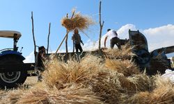 Tercan'da Hububat Tarlalarında Hasat Başladı