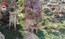 Çilhoroz Köyü'nde Tilki Ailesinin Drone Merakı Kamerada