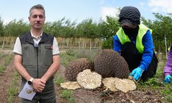 Erzincan'da Trüf Potansiyeli Gün Yüzüne Çıkıyor