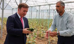 Toplu Sera Bölgesi'nde Üretim Süreci Değerlendirildi