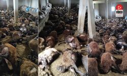 Ayı Ahıra Girdi, 150 Koyun Telef Oldu
