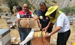Erzincan’da 1.500 Ton Bal Rekoltesi Bekleniyor