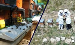 Erzincan’da Arıcılar Hasada Hazırlanıyor