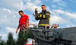 Erzincan'da Çatıdaki Kedi İtfaiye Ekiplerince Kurtarıldı