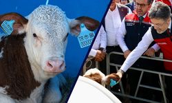 Hayvancılıkta Dijital Küpe Dönemi Başladı