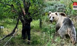 Bahçeye Zarar Veren Ayıların Peşine Düştü, Drone ile Buldu