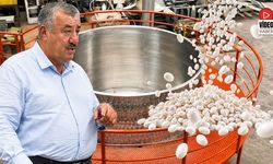 Kelkit Kuru Fasulyesi İçin Tarihi Rekor Denemesi