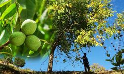 Erzincan'da Ceviz Üreticileri Dikkat!