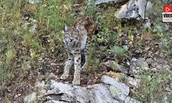 Ormanın Hayaleti Vaşak Kemaliye’de Görüntülendi