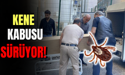 Kene Kabusu Sürüyor: Can Kaybı 13'e Yükseldi