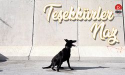Erzincan Emniyeti’nin Kahraman Köpeği Naz’a Veda