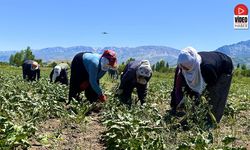 Ellerinde Çapa, Yüreklerinde Emek