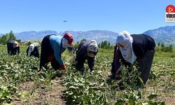 Kavurucu Sıcağa Rağmen Pancar Tarlalarında Çapa Mesaisi