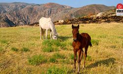Erzincan Yaylalarında Atların Yaşam Neşesi