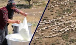 Milyonlarca Liralık Hayvancılık Sezonu Ağustosta Zirve Yapıyor