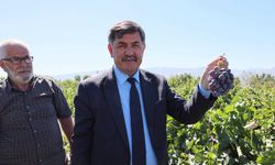 Başkan Aksun Cimin Üzümü Hasadına Katıldı