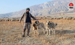 Kurtlarla Mücadelede Sürünün En Büyük Güvencesi Çoban Köpekleri