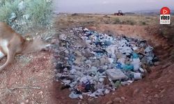 Köylünün Çöp Tepkisi: 'Bu Sene İki Danamız Telef Oldu'