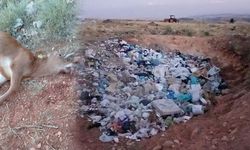 Köylünün Çöp Tepkisi: 'Bu Sene İki Danamız Telef Oldu'