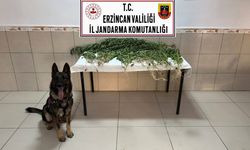 Üzümlü’de 227 Kök Kenevir Ele Geçirildi