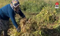 Erzincan'da Kuru Fasulyenin Hasadına Başlandı