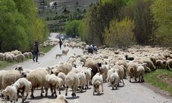 Erzincan’da Göçerlerin Yayla Dönüşü Başladı