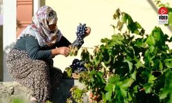 75 Yıllık Ömür, Nasırlı Eller ve Cimin Üzümü