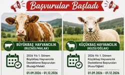 Buzağı ve Kuzu Destekleri İçin Başvurular Başladı