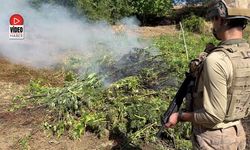 Kenevir Tarlalarına Jandarma Operasyonu