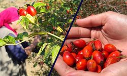 Toplaması Dert, Yapması Zahmet