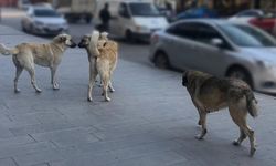 Sahipsiz Hayvanlara Yönelik Denetim Yapılacak
