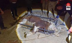 Erzincan'da Uçuruma Yuvarlanan Büyükbaş Hayvan Kurtarıldı