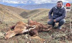 Erzincan'da Ayı Saldırısında 2 Buzağı Telef Oldu