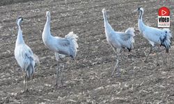 Erzincan Ovası’nda Görsel Şölen: Allı Turnalar