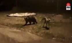 Çoban Köpeği Havladı, Ayı Sakinliğini Bozmadı